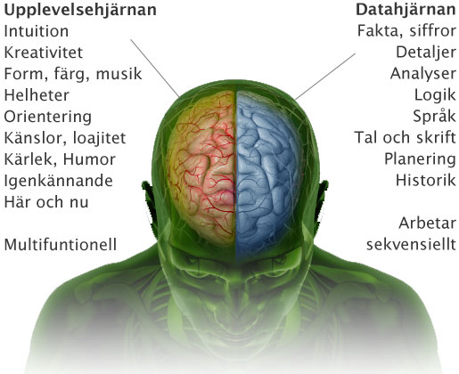 brain2